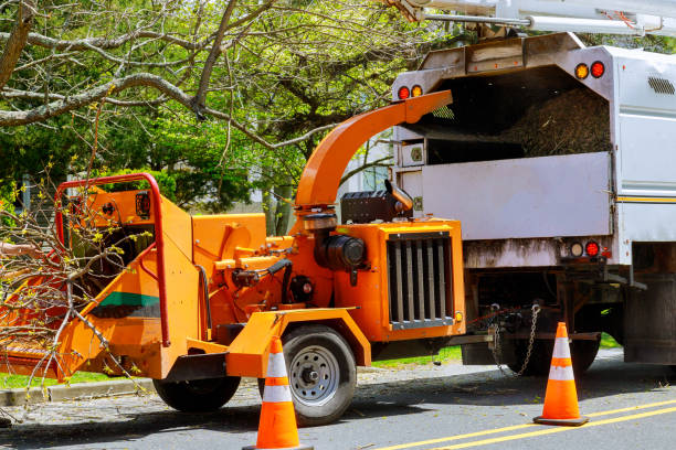 How Our Tree Care Process Works  in Putnam Lake, NY